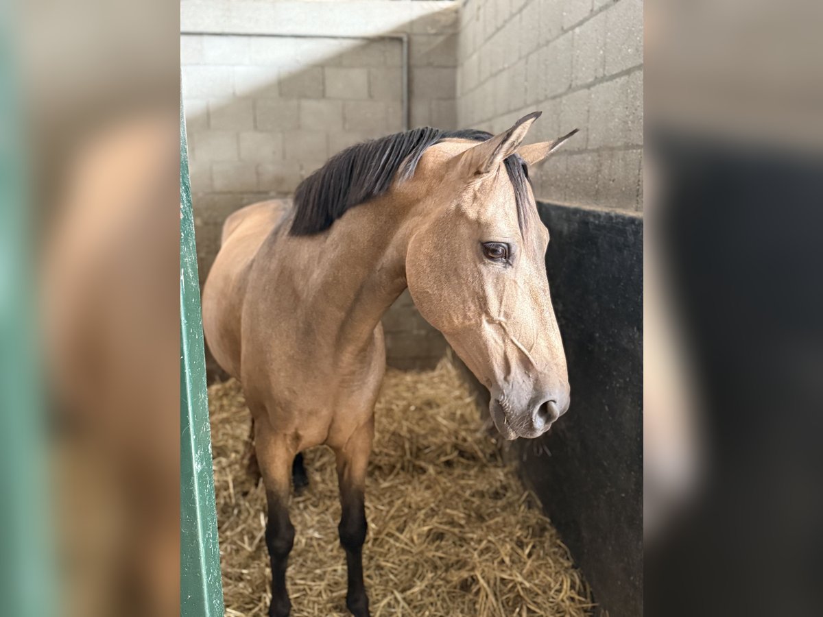 Spanish Sporthorse Gelding 10 years 14,1 hh Buckskin in Oud Gastel