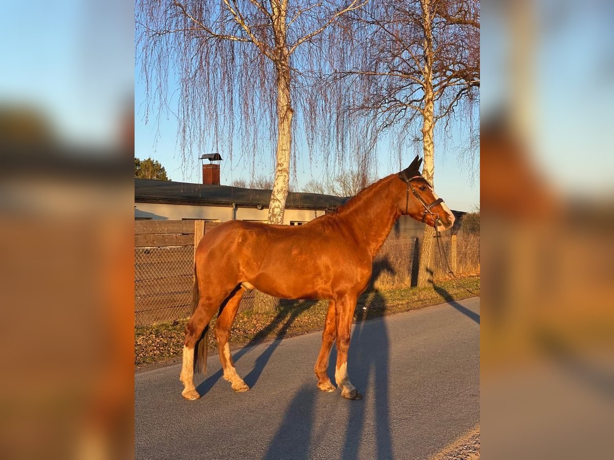 Spanish Sporthorse Gelding 10 years 16 hh Chestnut-Red in Eickhof