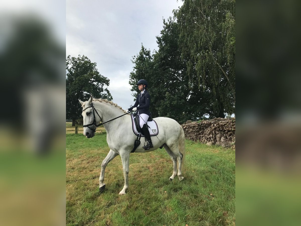 Spanish Sporthorse Gelding 10 years 6,1 hh Gray-Dapple in Jersbek