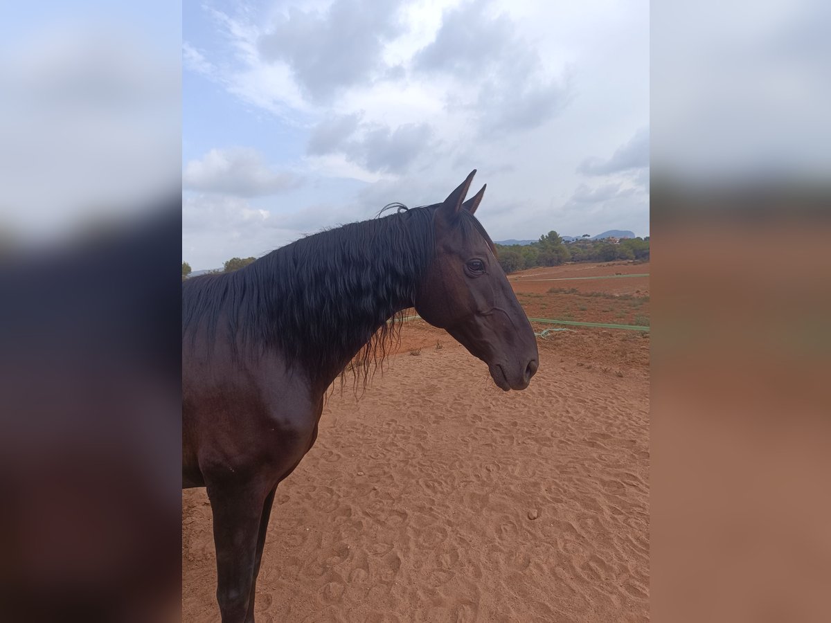 Spanish Sporthorse Gelding 11 years 15,3 hh Black in Castellar del Vallès