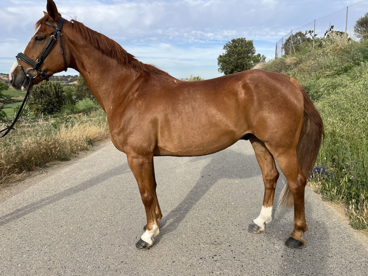 Spanish Sporthorse Gelding 11 years 16,2 hh Chestnut-Red in Monzon