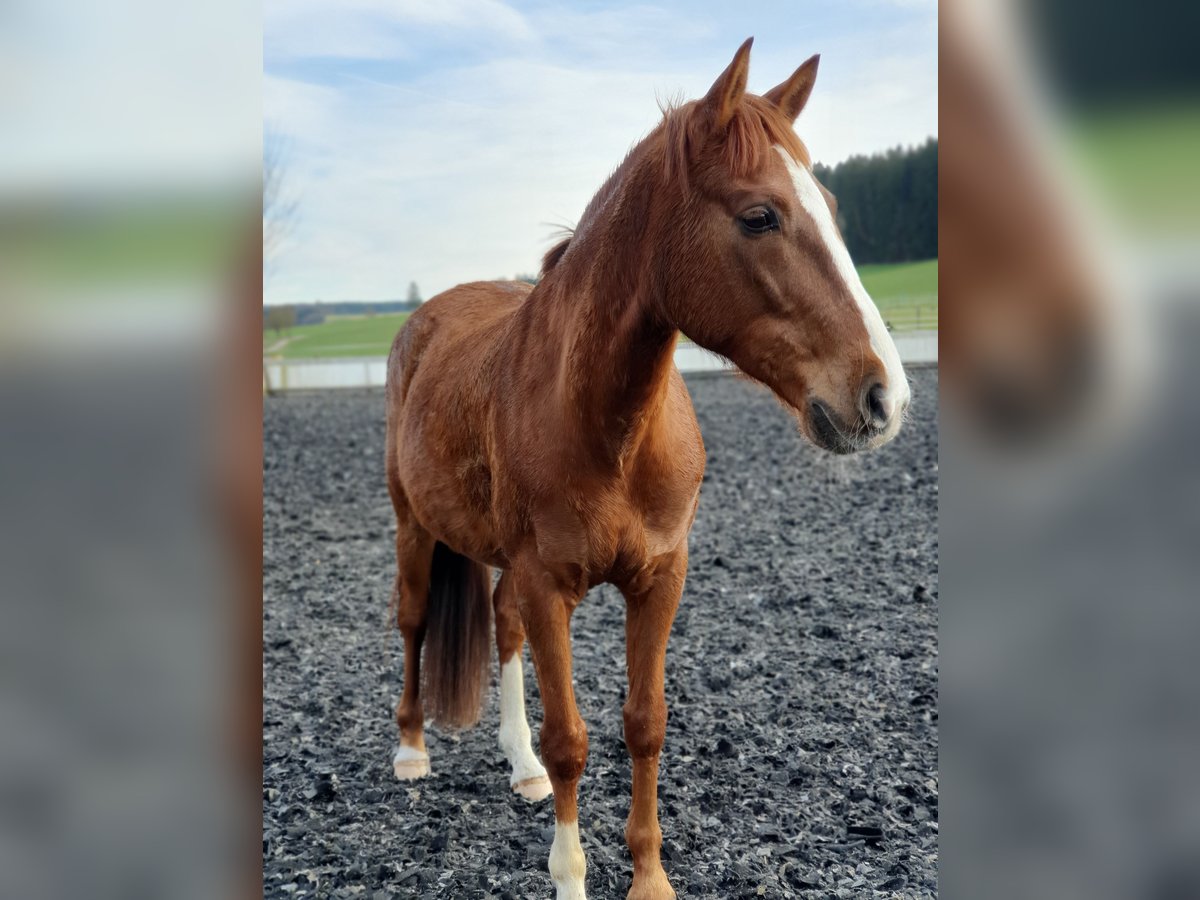 Spanish Sporthorse Gelding 12 years 15,1 hh Chestnut-Red in Tuttlingen