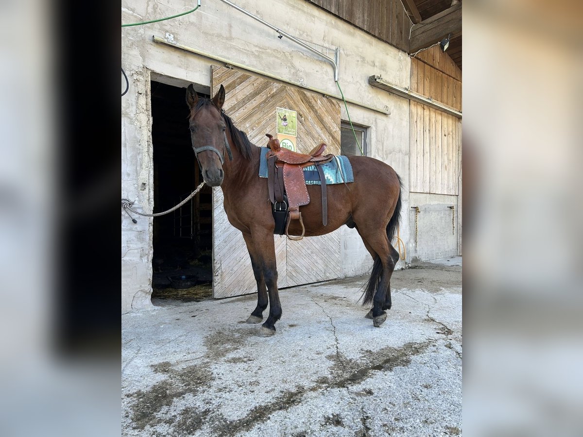 Spanish Sporthorse Mix Gelding 12 years 15 hh Bay-Dark in Windischgarsten