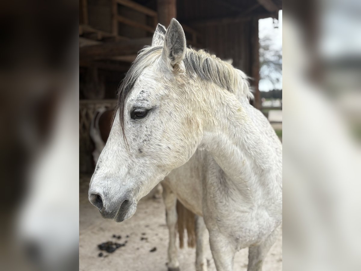 Spanish Sporthorse Mix Gelding 15 years 14,1 hh Gray-Dapple in Valley