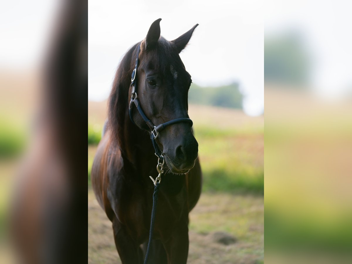 Spanish Sporthorse Mix Gelding 15 years 14,3 hh Bay-Dark in Passau