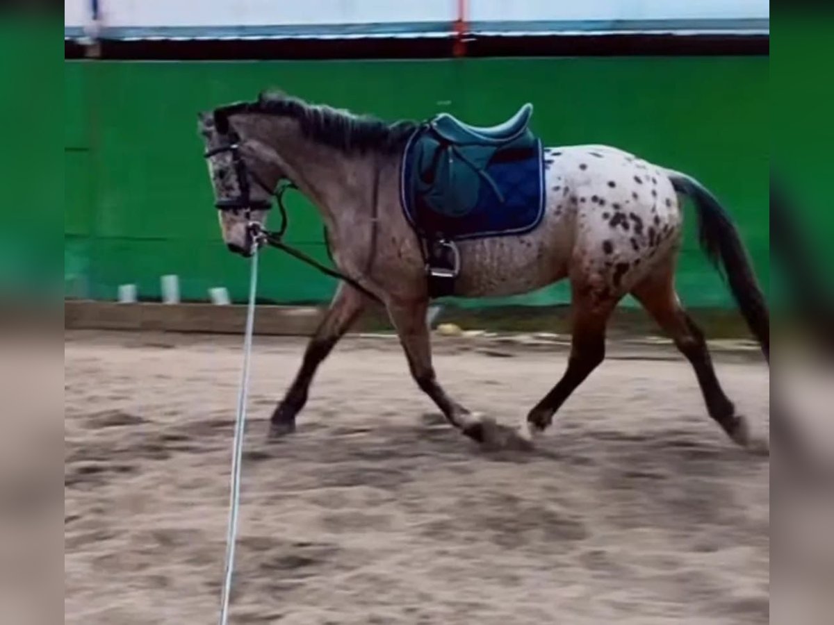 Spanish Sporthorse Mix Gelding 15 years 15 hh Brown in Barrio De El Castillo