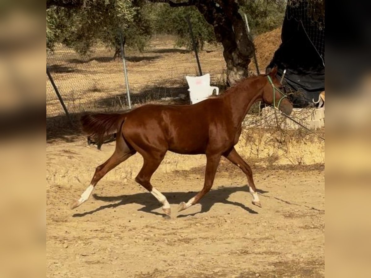 Spanish Sporthorse Gelding 1 year 15,1 hh Chestnut-Red in Bormujos