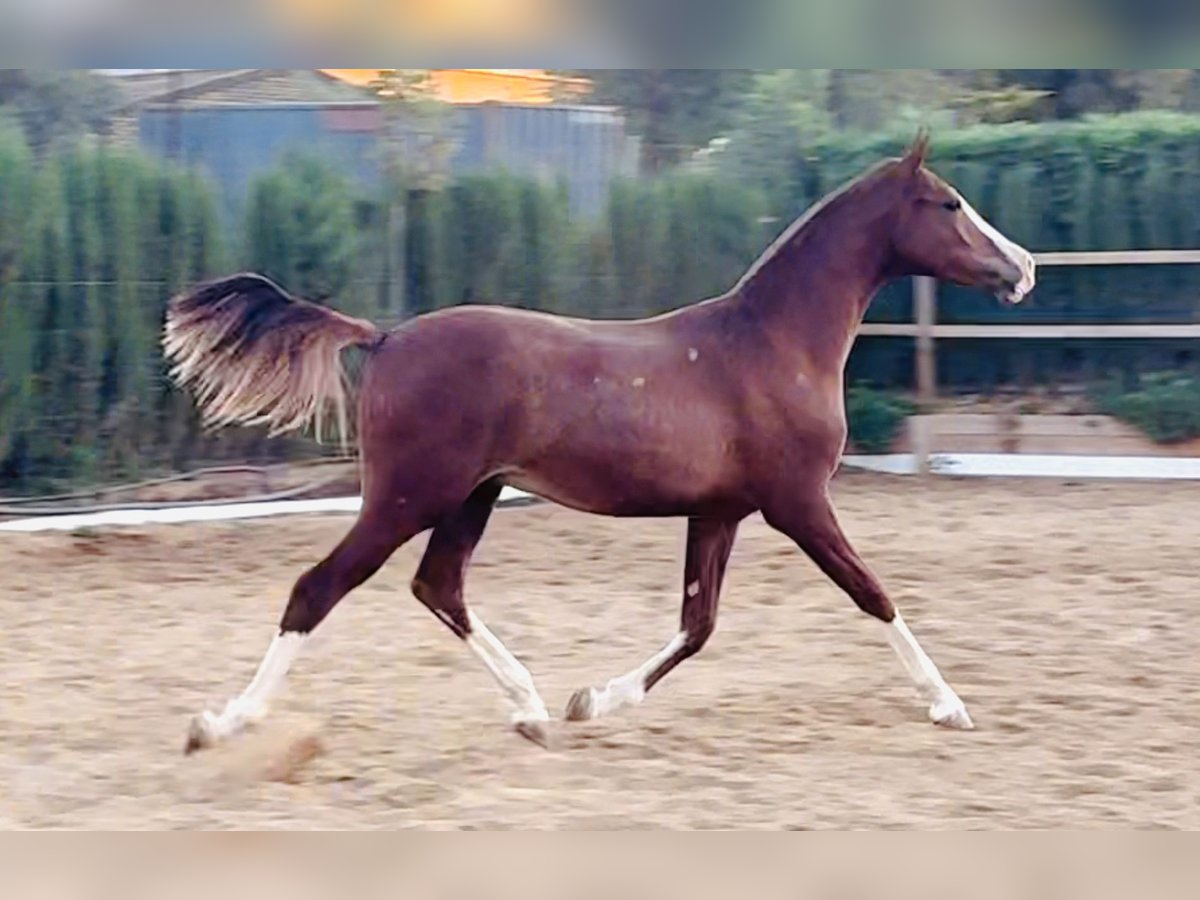 Spanish Sporthorse Gelding 1 year 16,1 hh Chestnut-Red in Carmona