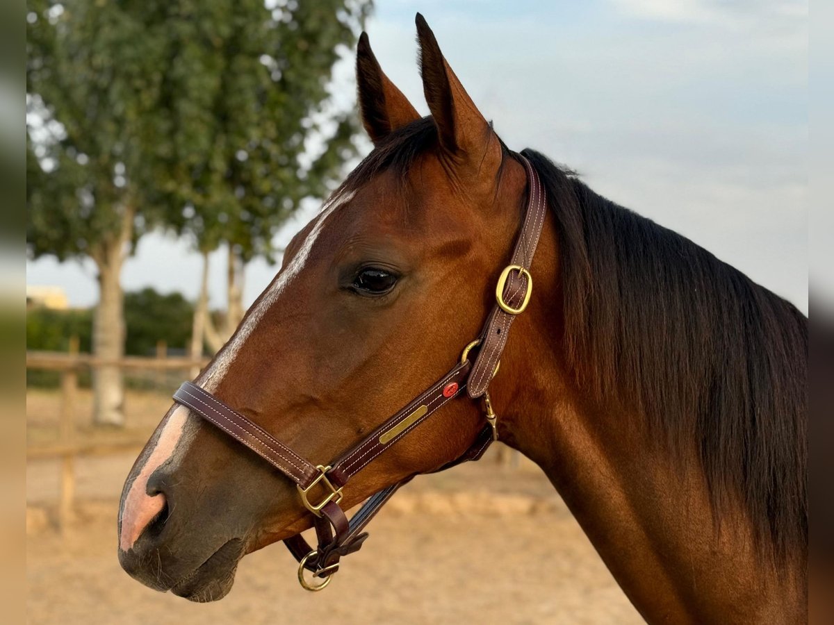 Spanish Sporthorse Gelding 2 years 16 hh Brown in Madrid