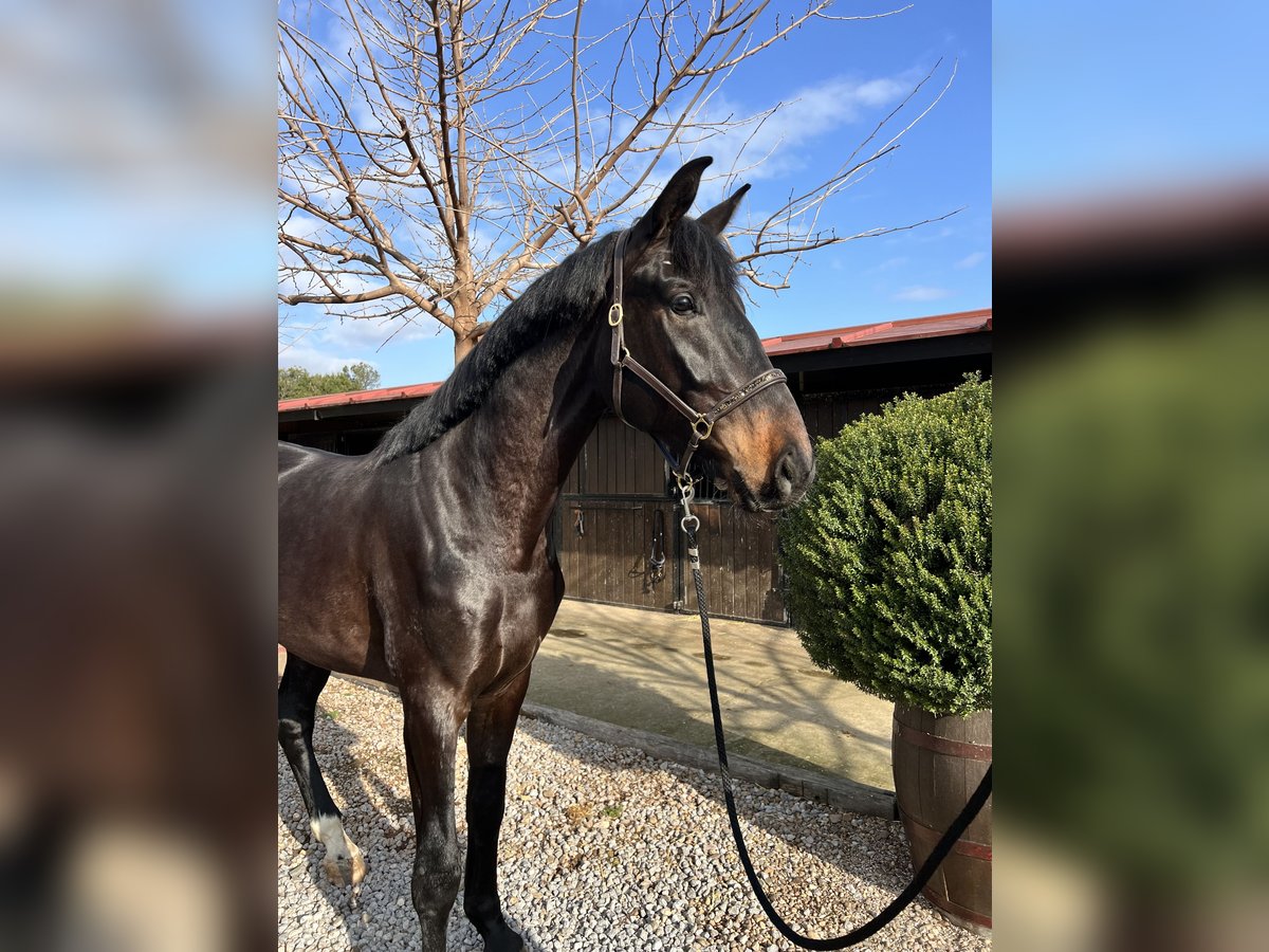 Spanish Sporthorse Gelding 3 years 16,2 hh Bay-Dark in Logro&#xF1;o