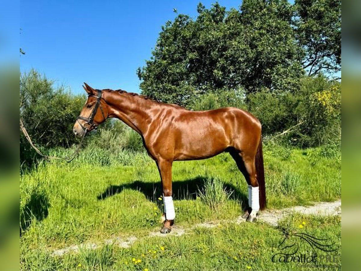 Spanish Sporthorse Gelding 4 years 15,2 hh Chestnut-Red in Galicien