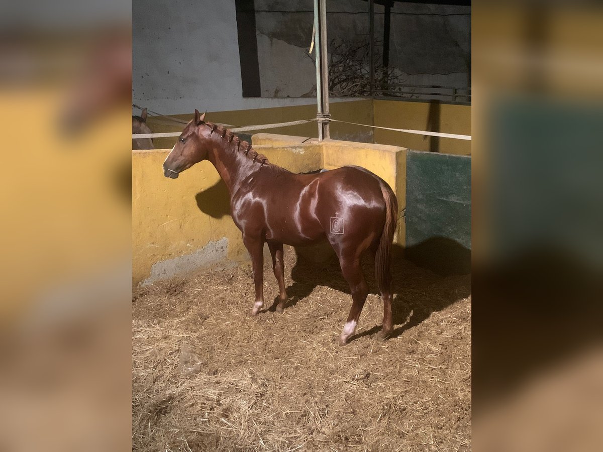 Spanish Sporthorse Gelding 4 years 15,3 hh Chestnut-Red in Sanlucar La Mayor