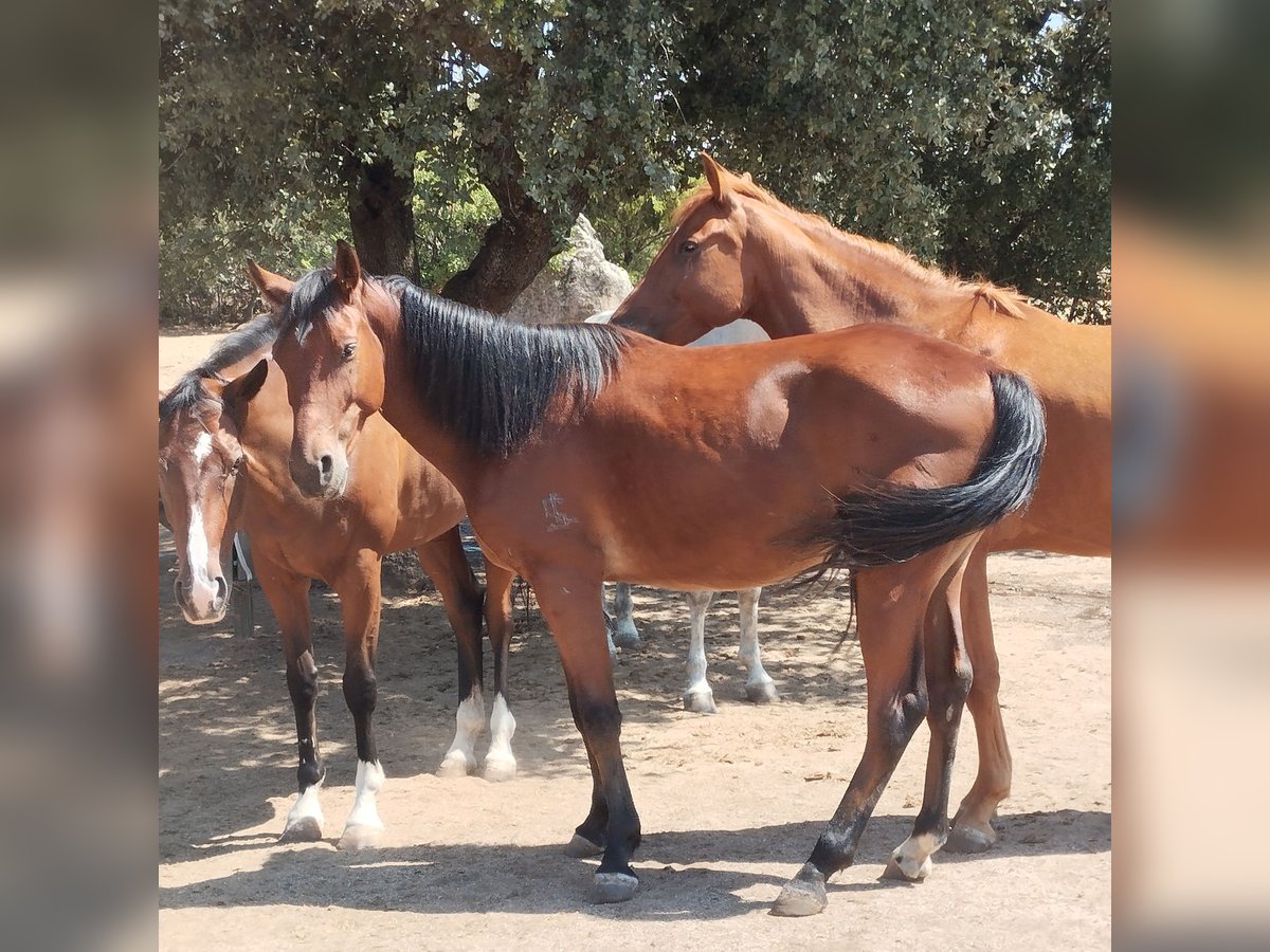 Spanish Sporthorse Gelding 4 years 16 hh Bay-Dark in Valdemorillo