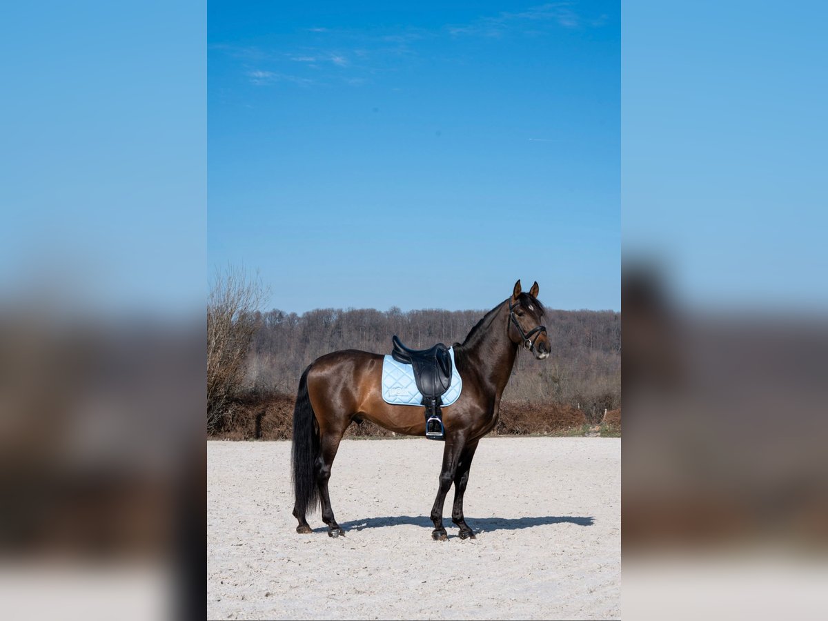 Spanish Sporthorse Gelding 4 years 16 hh Brown-Light in Bordeaux