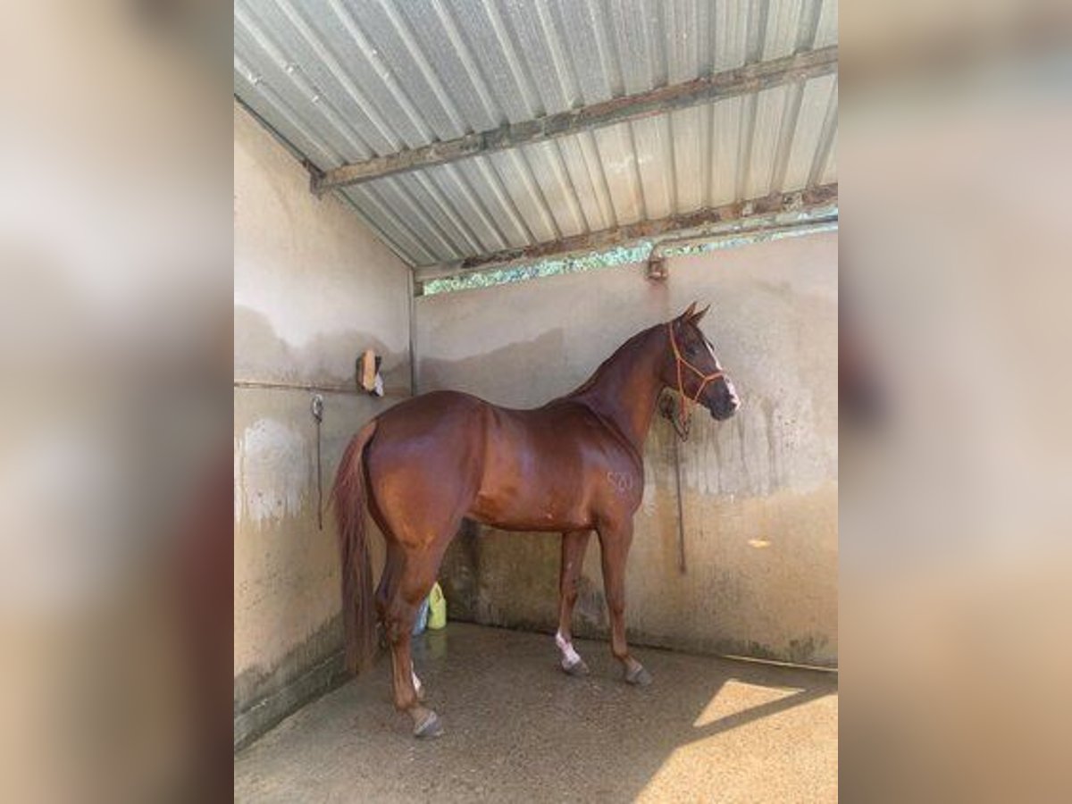 Spanish Sporthorse Gelding 4 years 16 hh Chestnut-Red in El Rocio