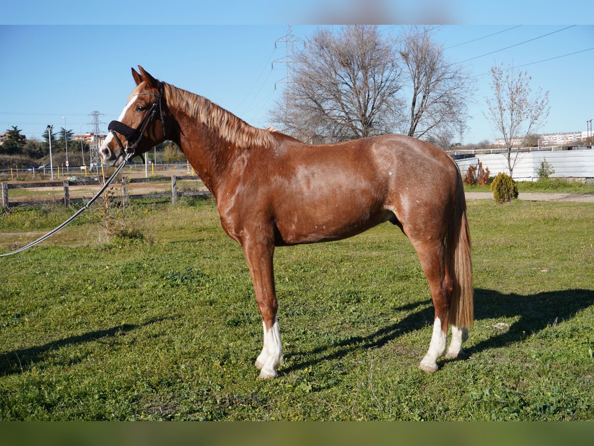 Spanish Sporthorse Gelding 4 years 16 hh Chestnut-Red in Alcorc&#xF3;n