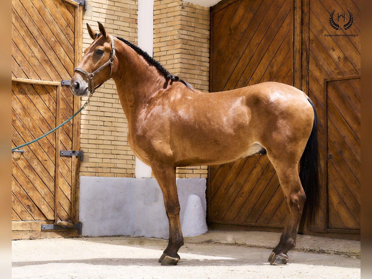 Spanish Sporthorse Gelding 4 years 17 hh in Navalperal De Pinares