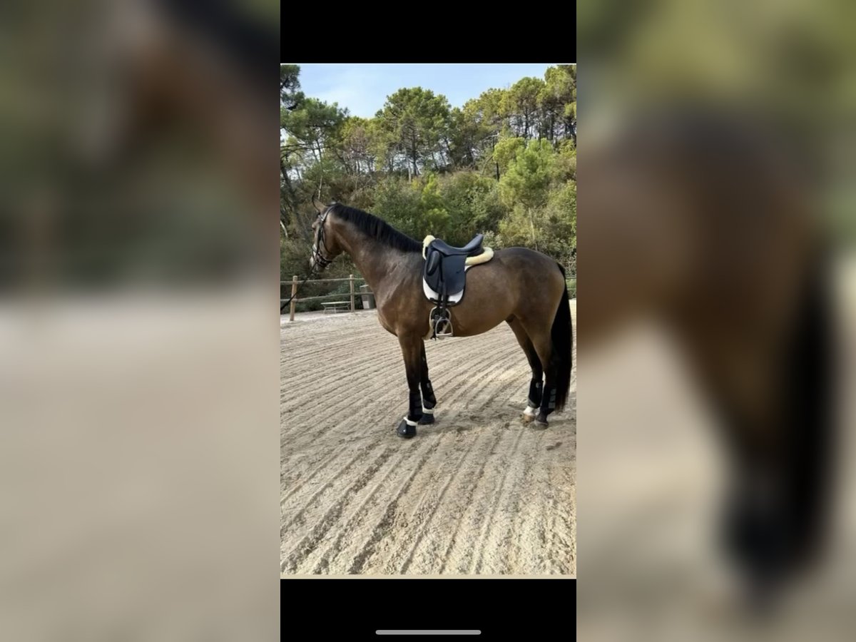 Spanish Sporthorse Gelding 5 years 16,1 hh Dun in Cuellar