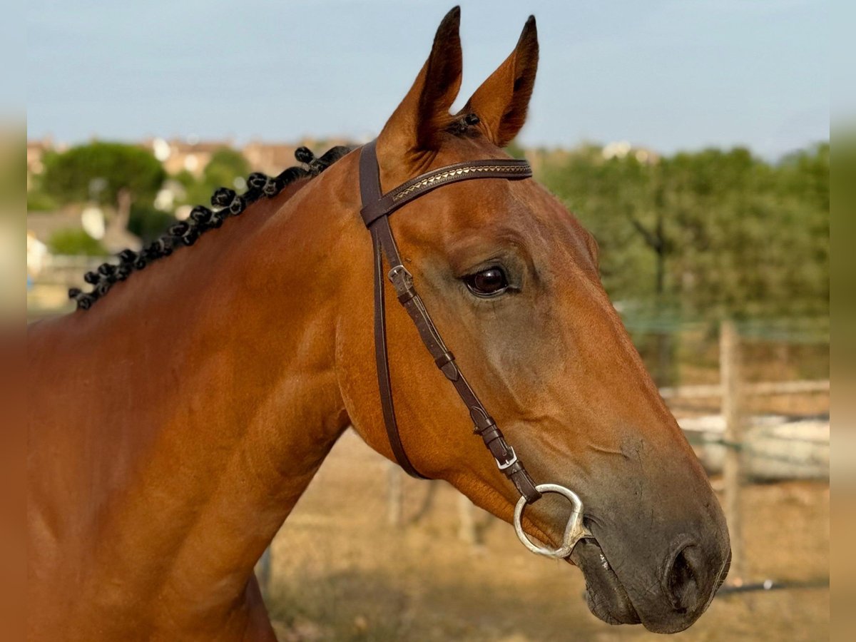 Spanish Sporthorse Gelding 5 years 16 hh Brown in Madrid