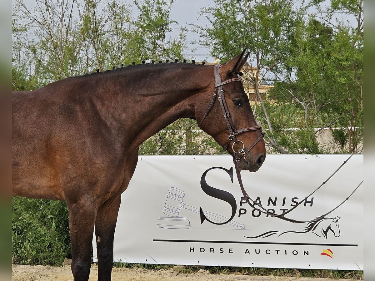 Spanish Sporthorse Gelding 5 years 16,1 hh Brown in Jerez De La Frontera