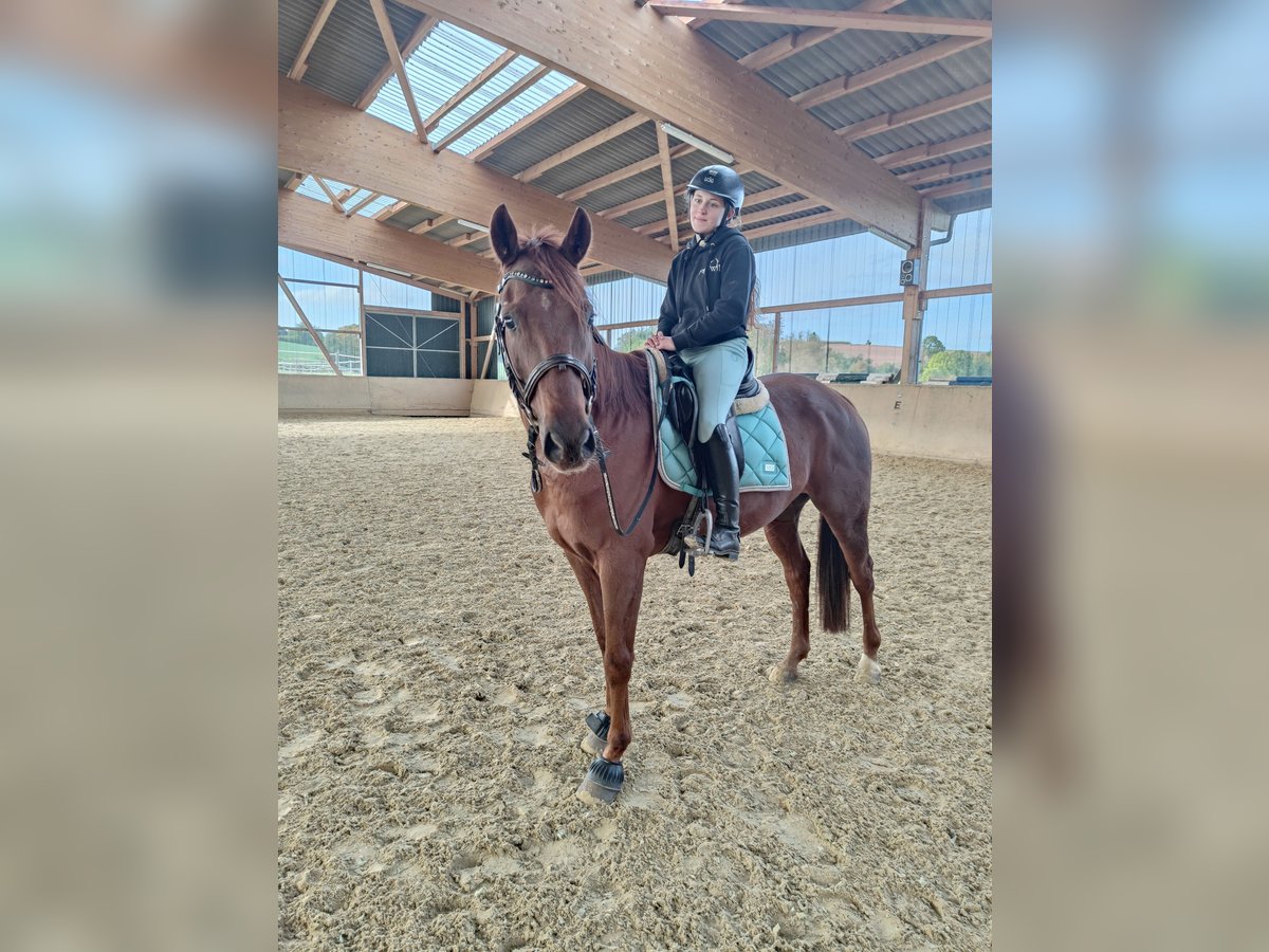 Spanish Sporthorse Gelding 6 years 15,3 hh Chestnut-Red in Waldeck