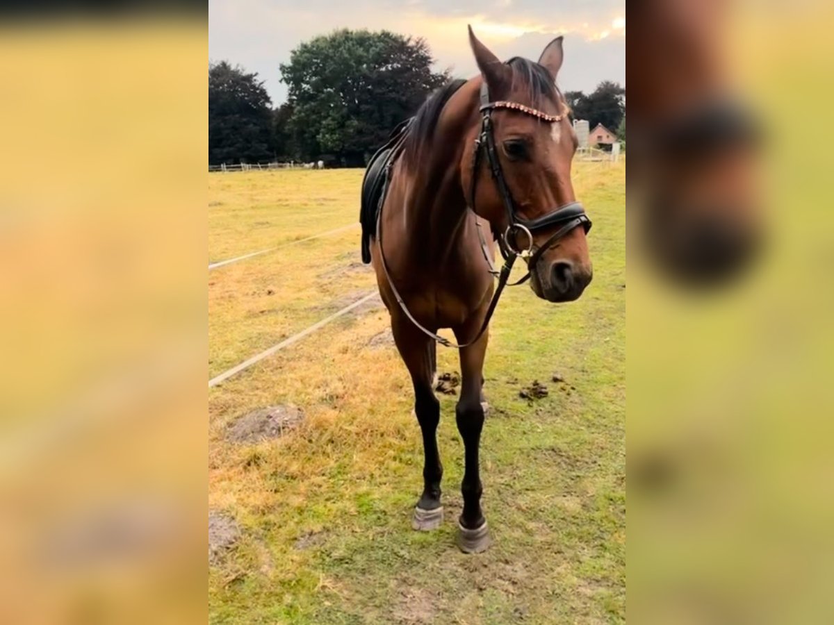 Spanish Sporthorse Gelding 6 years 15,1 hh Brown in Tornesch Spanish Sporthorse Gelding 6 years 15,1 hh Brown in Tornesch