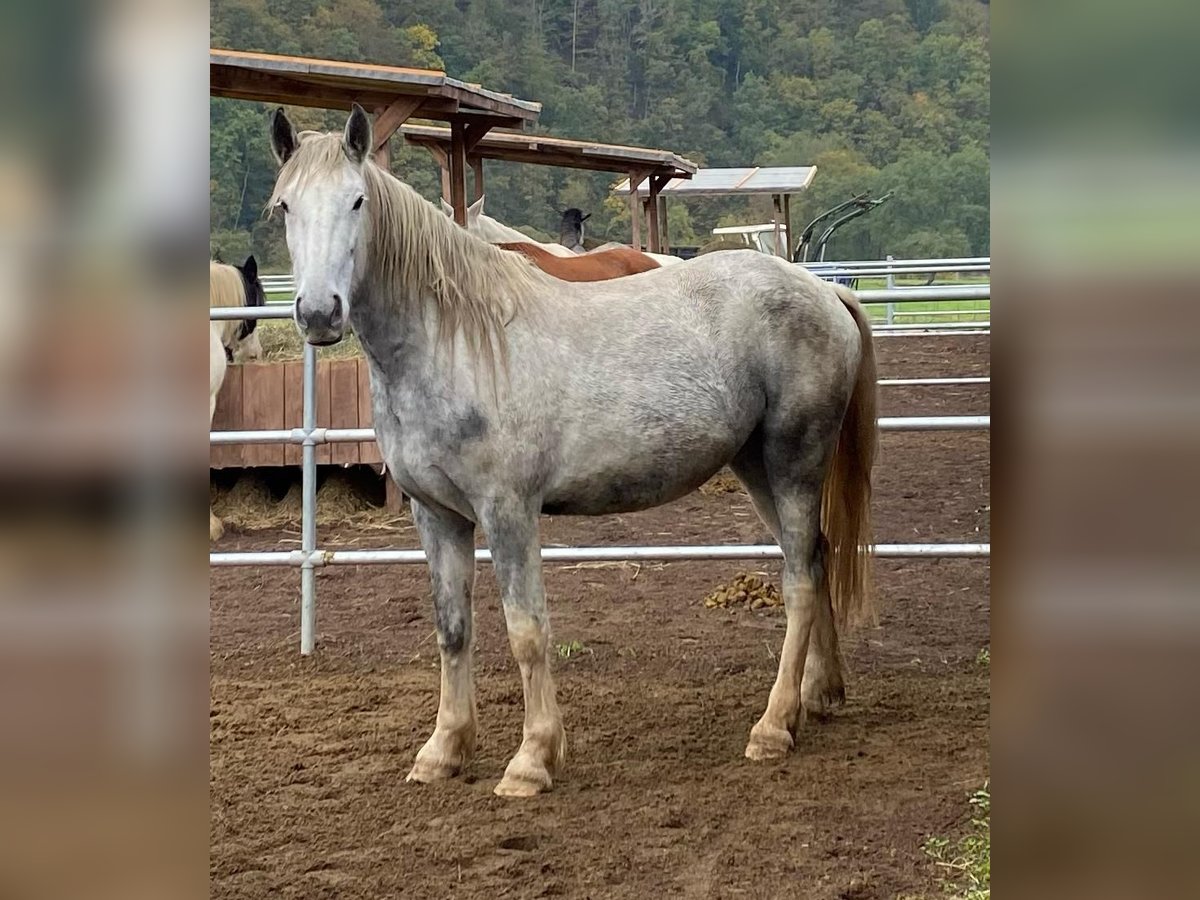 Spanish Sporthorse Mix Gelding 6 years 15,1 hh Grey in Wallmenroth