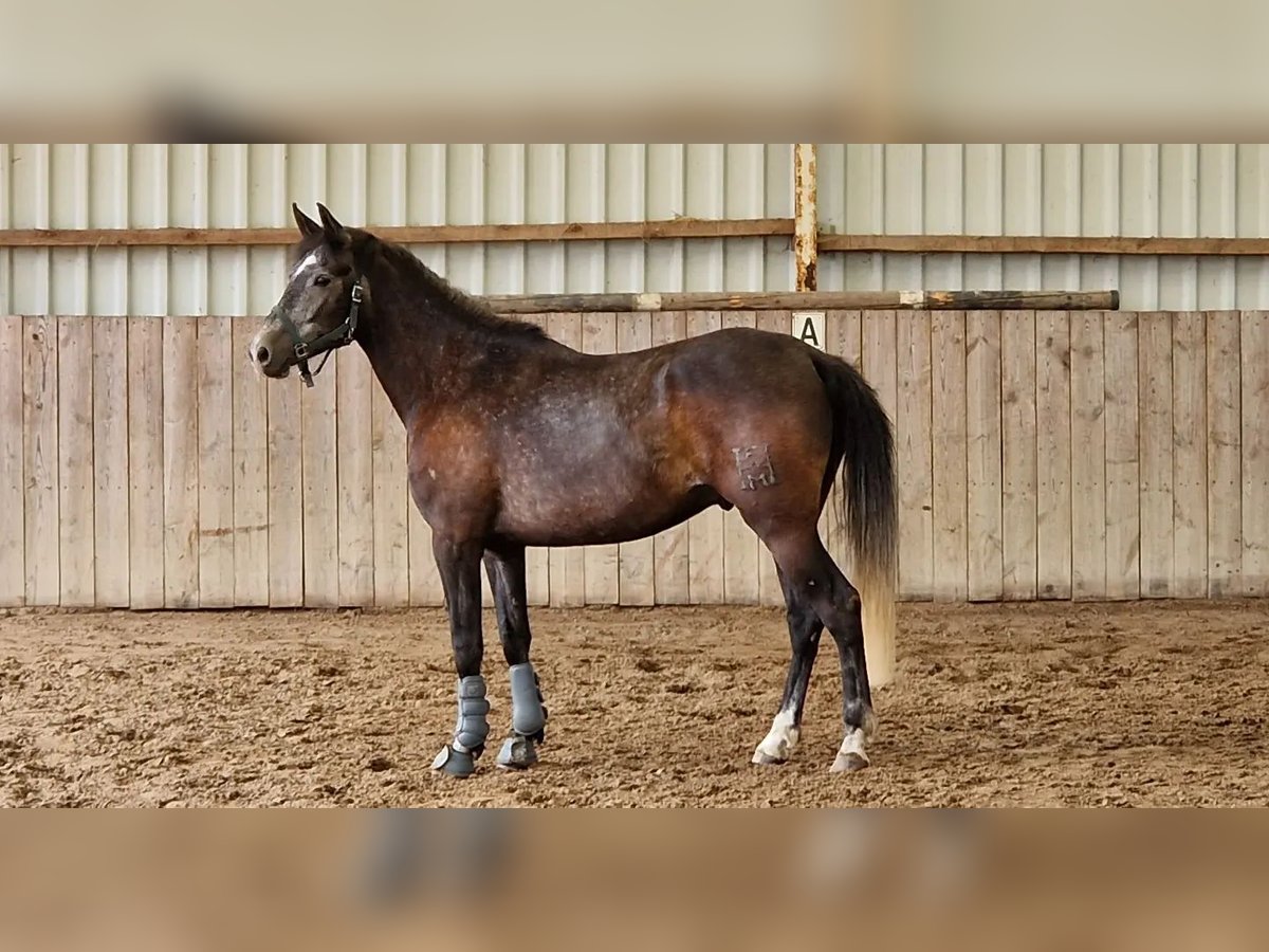 Spanish Sporthorse Gelding 6 years 16,2 hh Gray in Nordenham