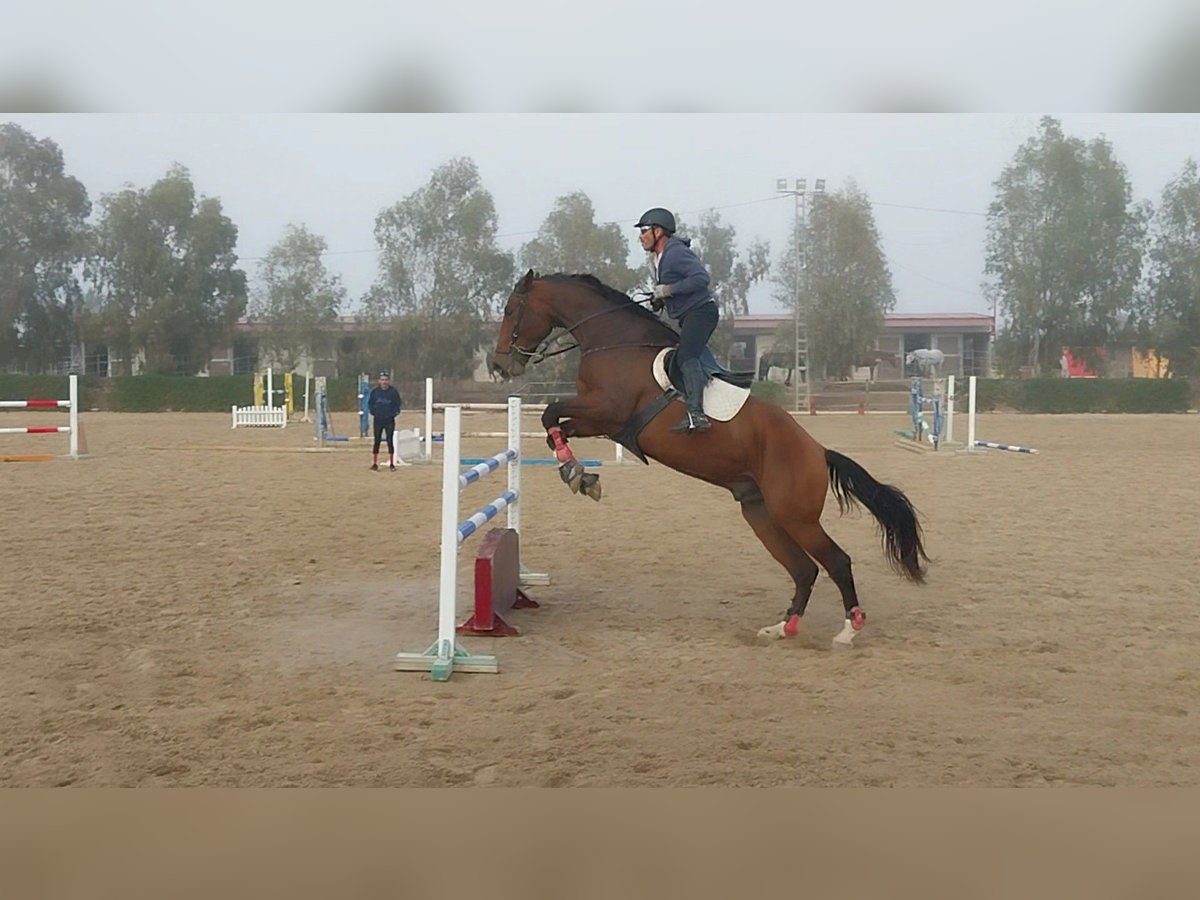 Spanish Sporthorse Gelding 6 years 17,2 hh Bay-Dark in Vilanova D&#39;Alcolea