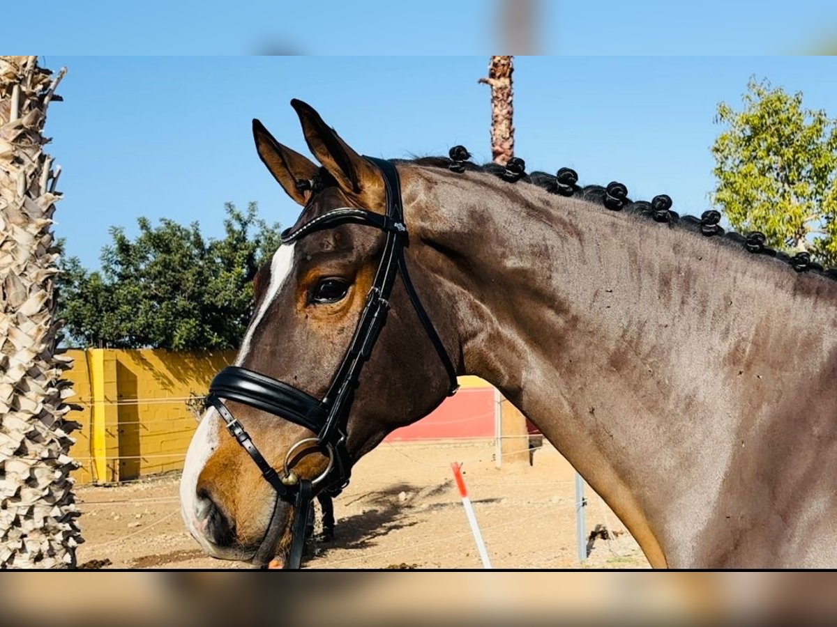 Spanish Sporthorse Gelding 6 years 17 hh Brown in Montecolorado (Urbanizacion)