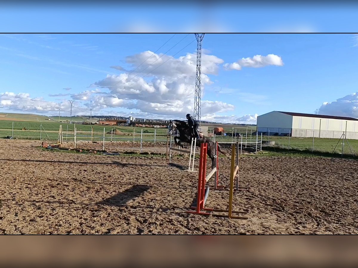 Spanish Sporthorse Gelding 6 years 17 hh Gray in Guarrate