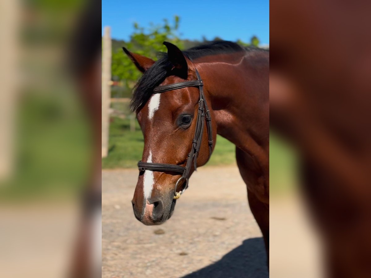 Spanish Sporthorse Gelding 6 years Brown in Montblanc