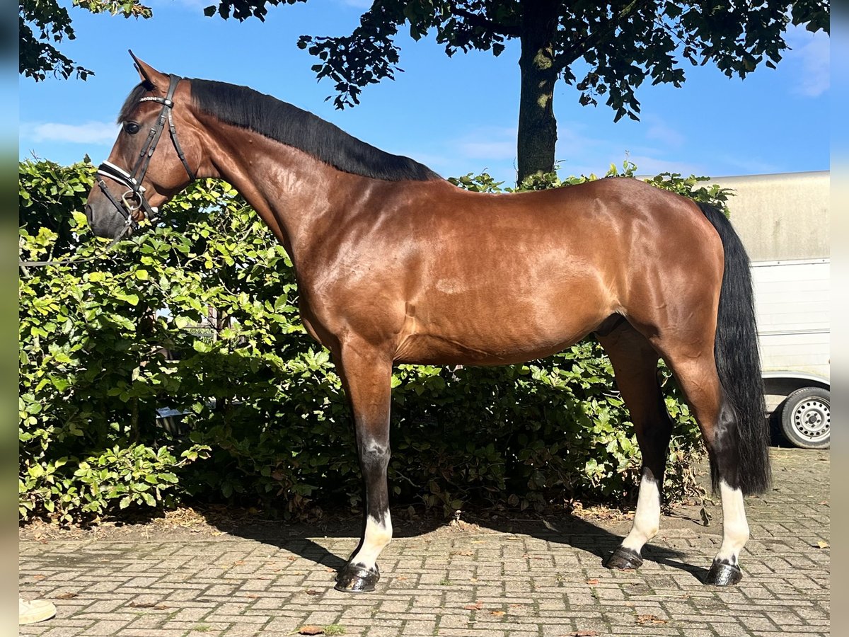 Spanish Sporthorse Gelding 7 years 15,2 hh Brown in Chaam