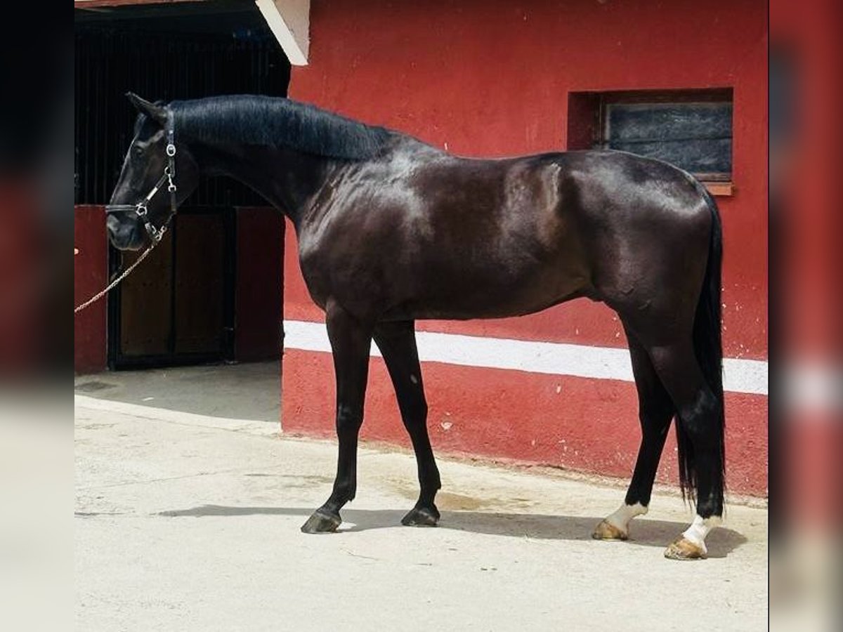 Spanish Sporthorse Gelding 7 years 16,1 hh Brown in Madrid