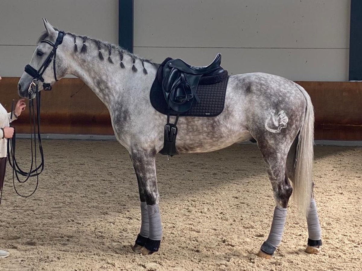 Spanish Sporthorse Gelding 7 years 16,2 hh Gray in Valdefuentes