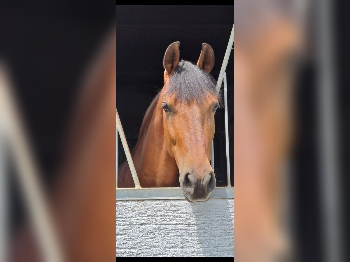 Spanish Sporthorse Gelding 8 years 14,2 hh Brown in Messel