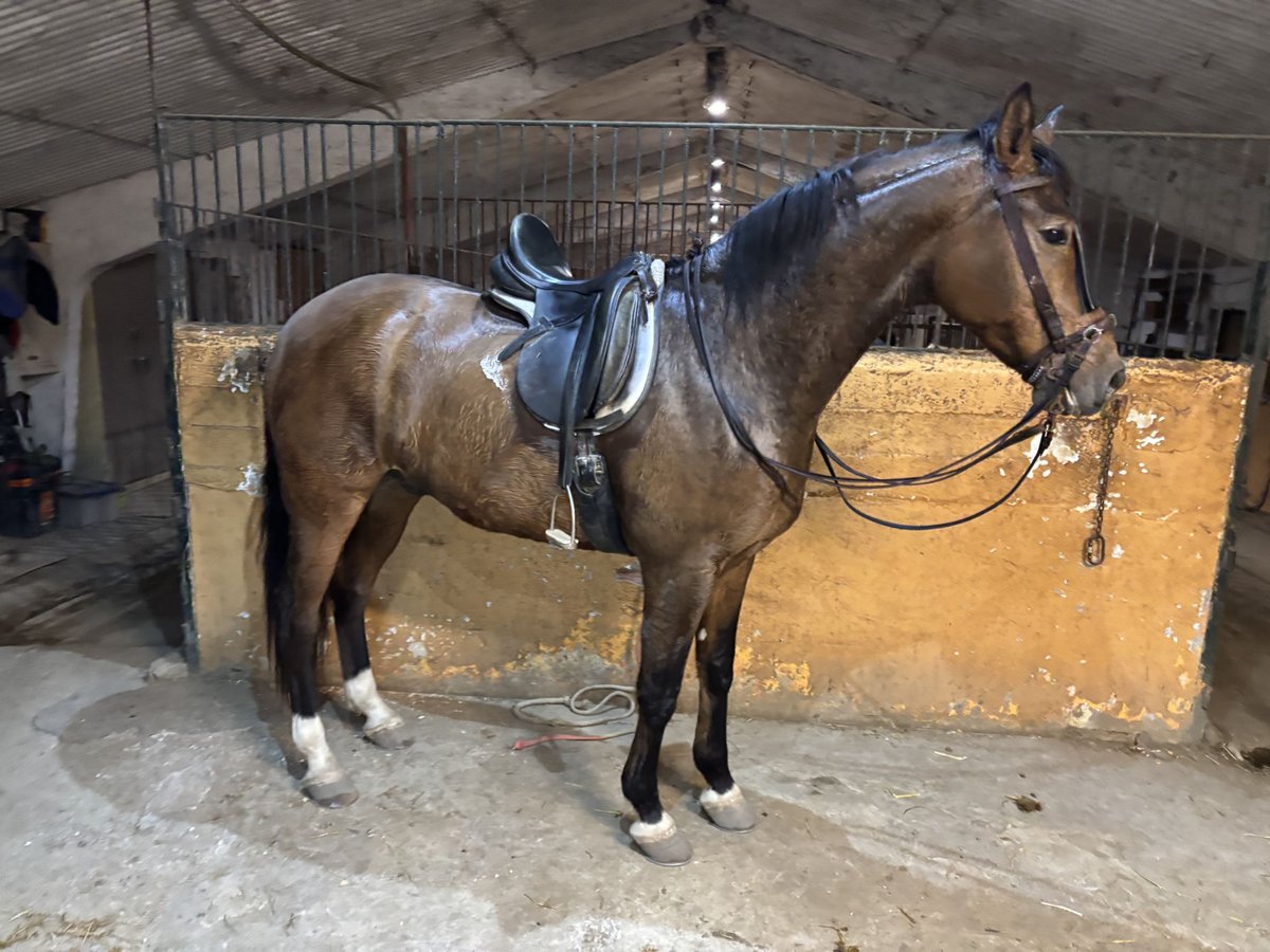 Spanish Sporthorse Gelding 8 years 16,1 hh Bay in ZaragozaZaragoza