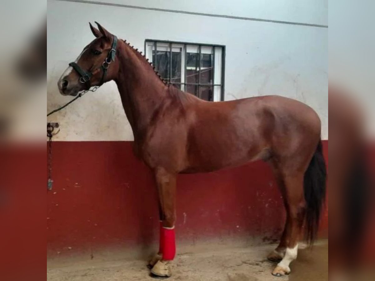 Spanish Sporthorse Gelding 8 years 16,1 hh Grey in Sabadell Spanish Sporthorse Gelding 8 years 16,1 hh Grey in Sabadell