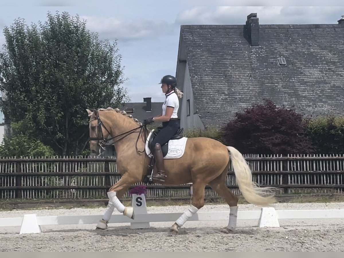 Spanish Sporthorse Gelding 8 years 16,2 hh Palomino in St.Vith