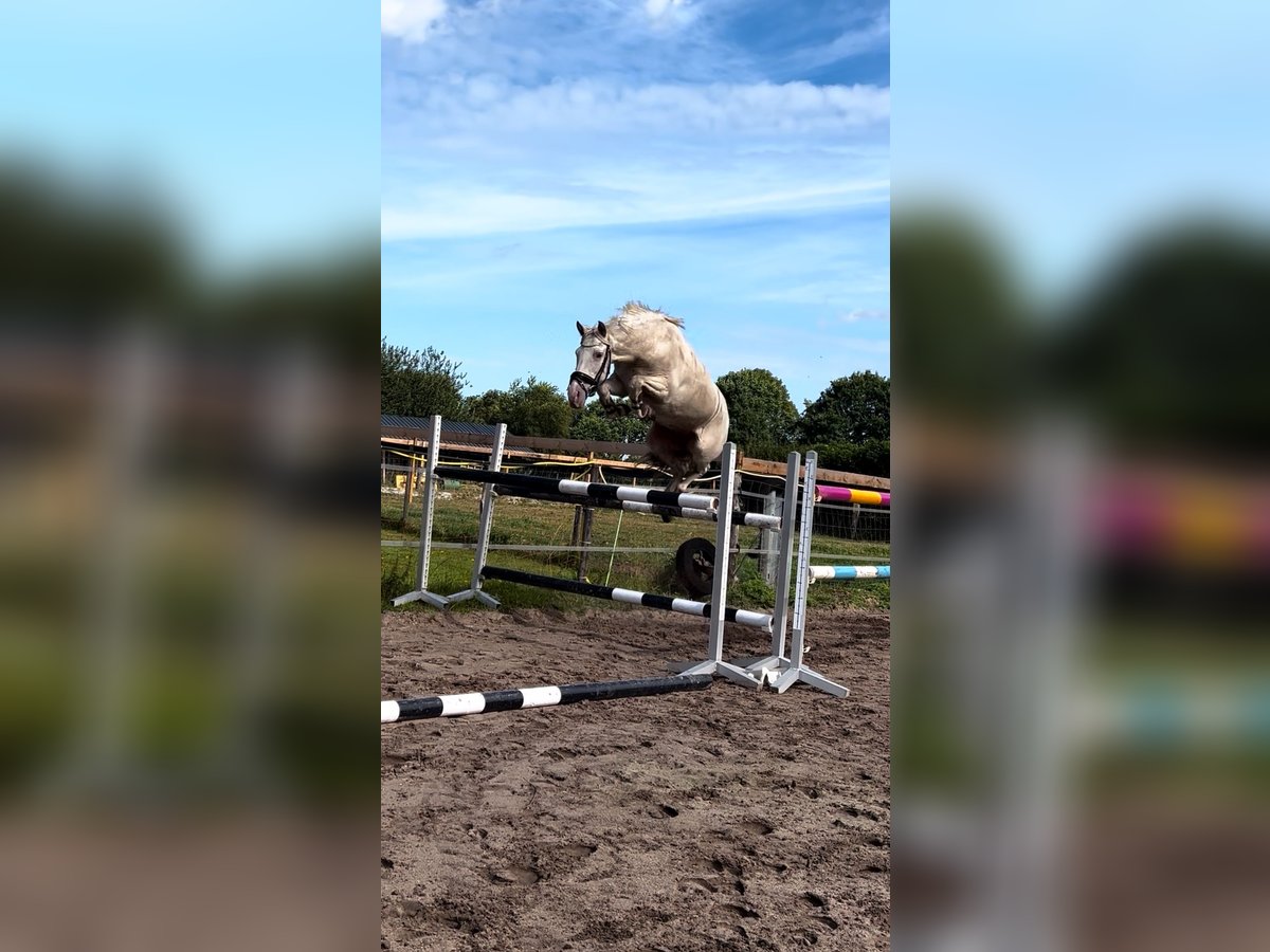 Spanish Sporthorse Mare 10 years 14,2 hh Cremello in B&#xF6;sel