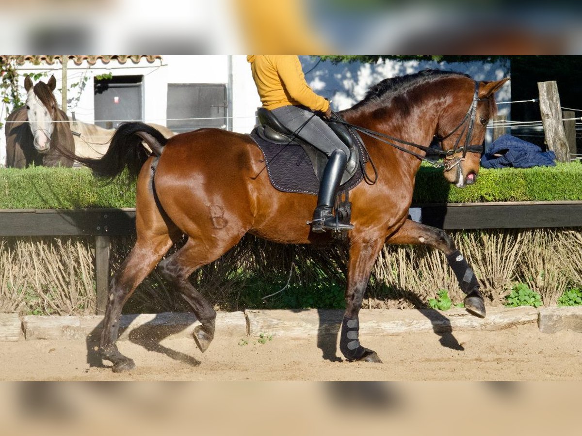 Spanish Sporthorse Mare 10 years 16,2 hh Bay in NAVAS DEL MADRONO