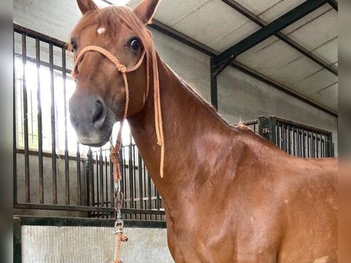 Spanish Sporthorse Mix Mare 11 years 16 hh Chestnut in Madrid