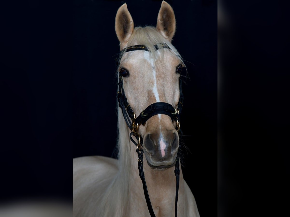 Spanish Sporthorse Mare 11 years 16 hh Palomino in Emmendingen