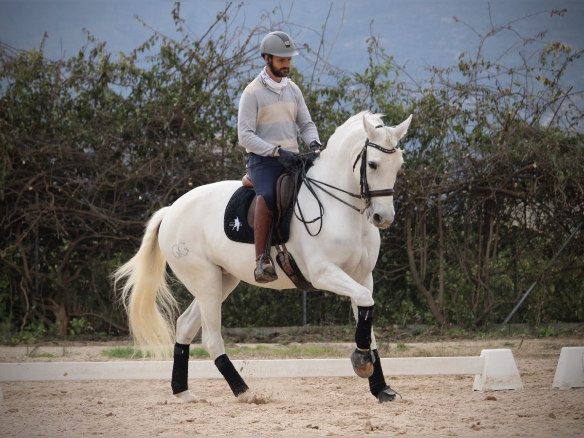 Spanish Sporthorse Mare 12 years 16 hh Grey in Valencia