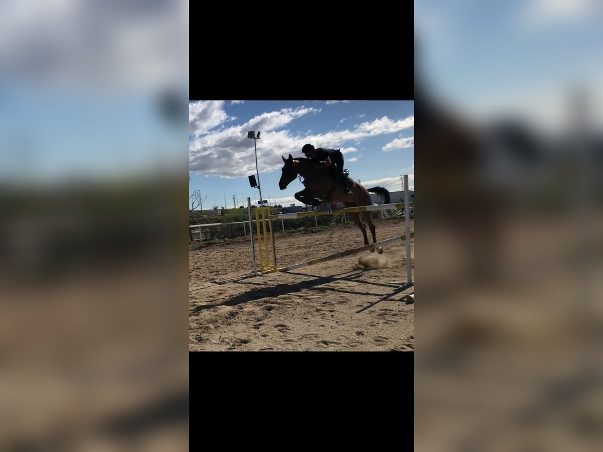 Spanish Sporthorse Mare 13 years 16,1 hh Brown in Alcorcon