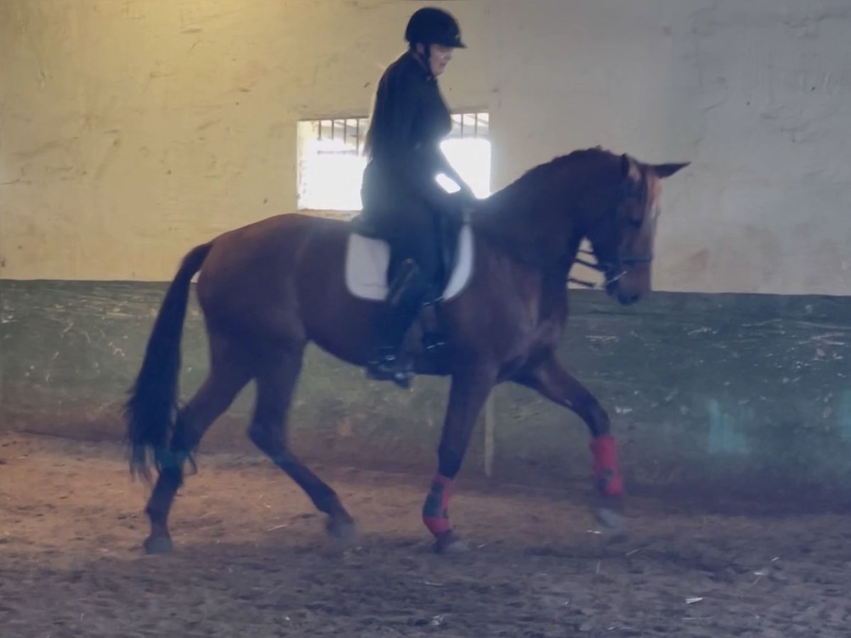 Spanish Sporthorse Mare 13 years 16,2 hh Chestnut in Coín, Malaga