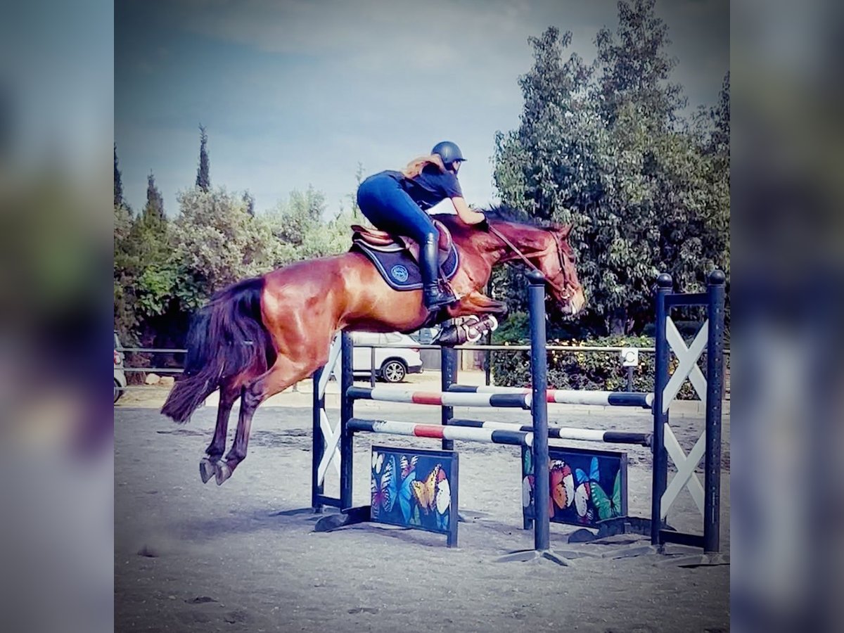 Spanish Sporthorse Mix Mare 13 years Brown in Marratx&#xED;, Palma de Mallorca