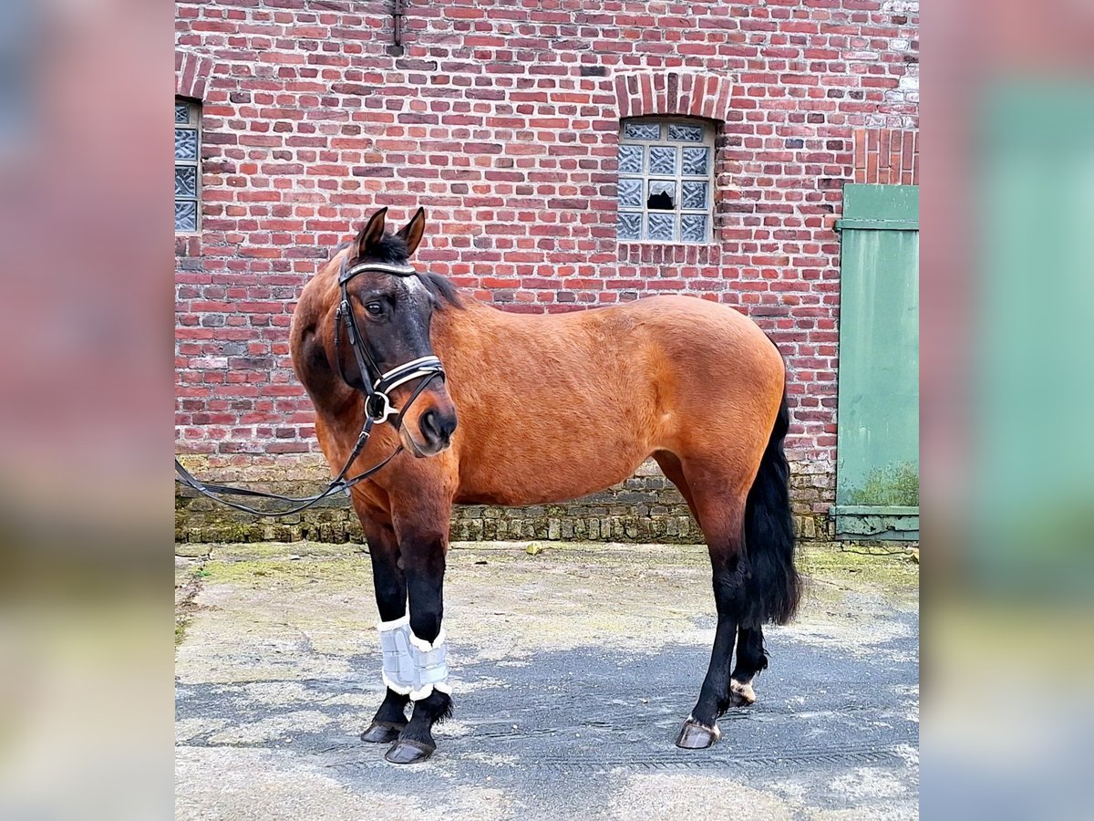 Spanish Sporthorse Mix Mare 14 years 14,3 hh Brown in Kempen