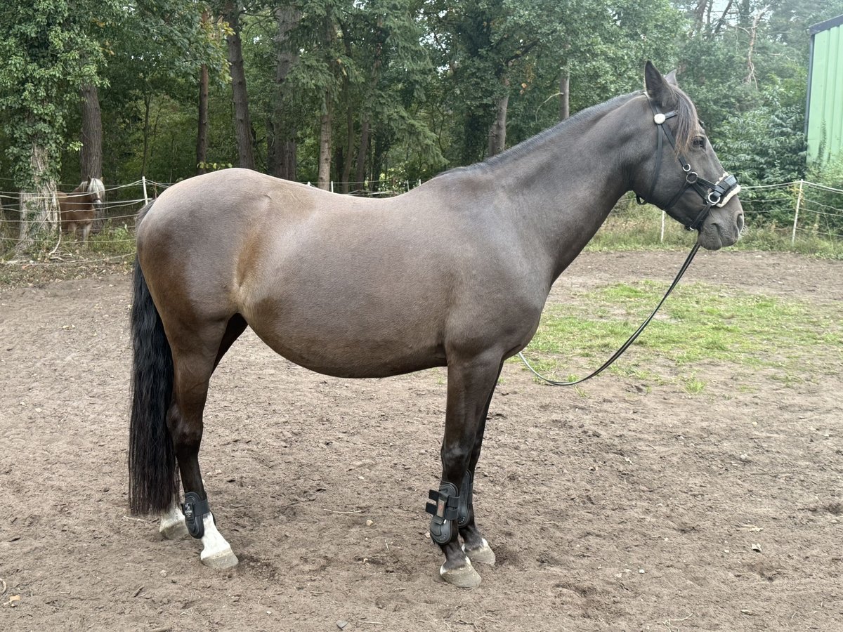Spanish Sporthorse Mare 14 years 14,3 hh Bay-Dark in Gro&#xDF; Oesingen