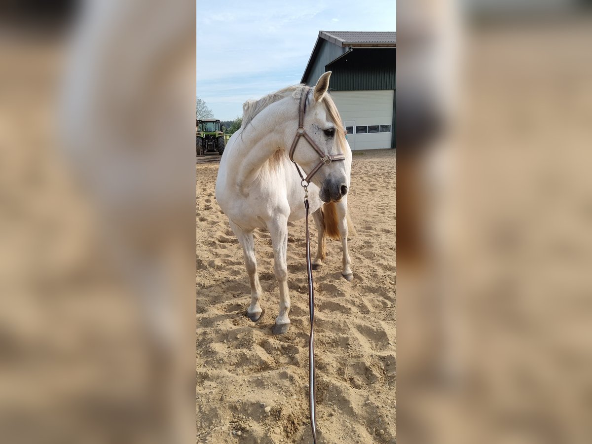 Spanish Sporthorse Mare 14 years 15,2 hh Grey in Hamminkeln